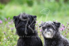 Affenpinscher