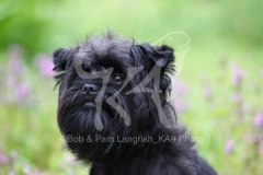 Affenpinscher