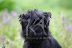 Affenpinscher