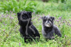 Affenpinscher