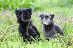 Affenpinscher