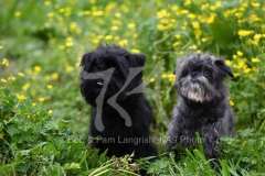 Affenpinscher