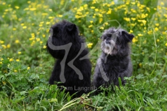 Affenpinscher