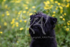 Affenpinscher