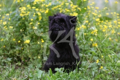 Affenpinscher
