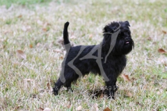 Affenpinscher