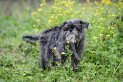 Affenpinscher