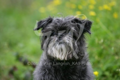Affenpinscher