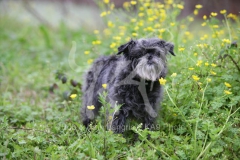Affenpinscher