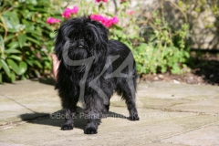 Affenpinscher