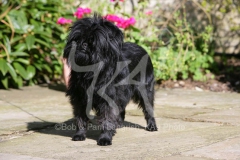 Affenpinscher
