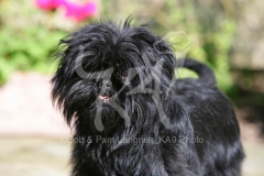 Affenpinscher