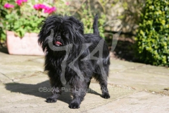 Affenpinscher