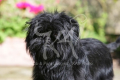 Affenpinscher