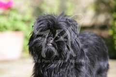 Affenpinscher