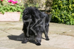 Affenpinscher