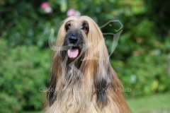 Afghan Hound
