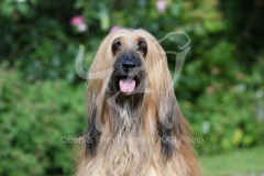 Afghan Hound