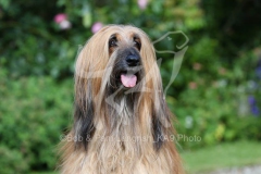 Afghan Hound