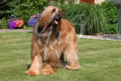 Afghan Hound