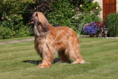 Afghan Hound