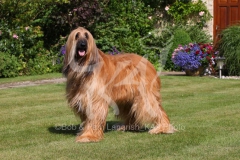 Afghan Hound