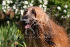 Afghan Hound