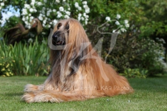 Afghan Hound