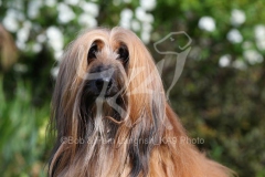 Afghan Hound