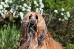 Afghan Hound