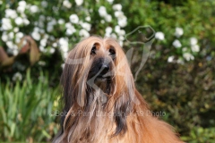 Afghan Hound