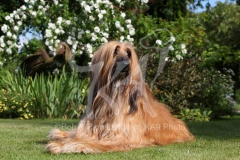 Afghan Hound