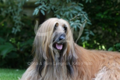 Afghan Hound