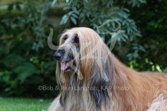Afghan Hound