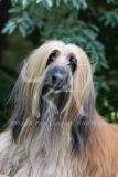 Afghan Hound
