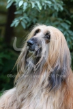 Afghan Hound
