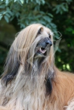Afghan Hound