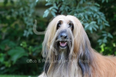 Afghan Hound