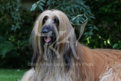 Afghan Hound