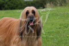 Afghan Hound