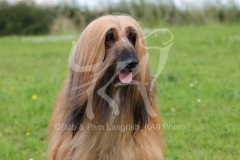 Afghan Hound