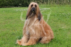 Afghan Hound