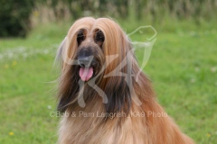 Afghan Hound