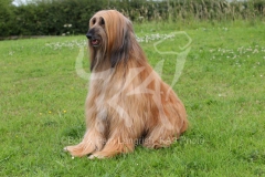 Afghan Hound