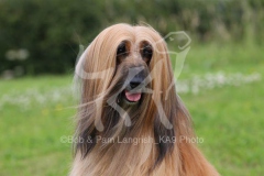 Afghan Hound