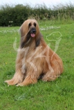 Afghan Hound