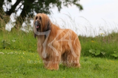 Afghan Hound