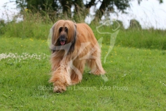Afghan Hound