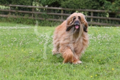 Afghan Hound