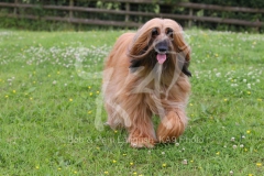 Afghan Hound